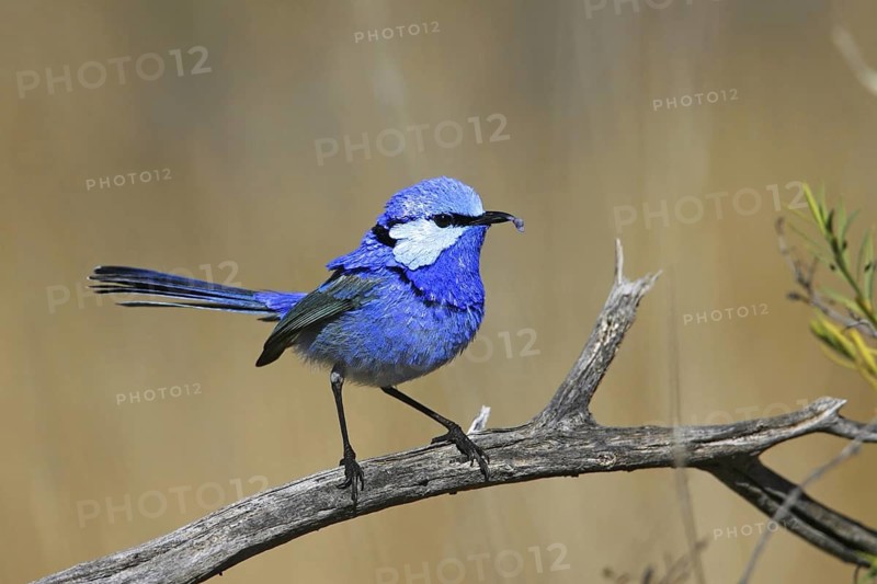Splendid Fairywren (Malurus splendens) male, Victoria, Australia