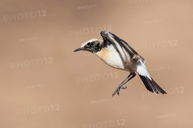 Desert Wheatear (Oenanthe deserti homochroa) male flying, Eilat, Israel