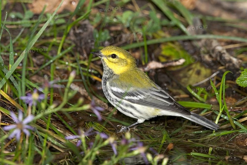 Black-throated Green Warbler Dendroica virens Riding Mountain National Park, Manitoba, Canada 28 August Immature Male Parulidae