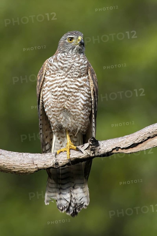 Variable Goshawk (Accipiter hiogaster), Christmas Island, Australia
