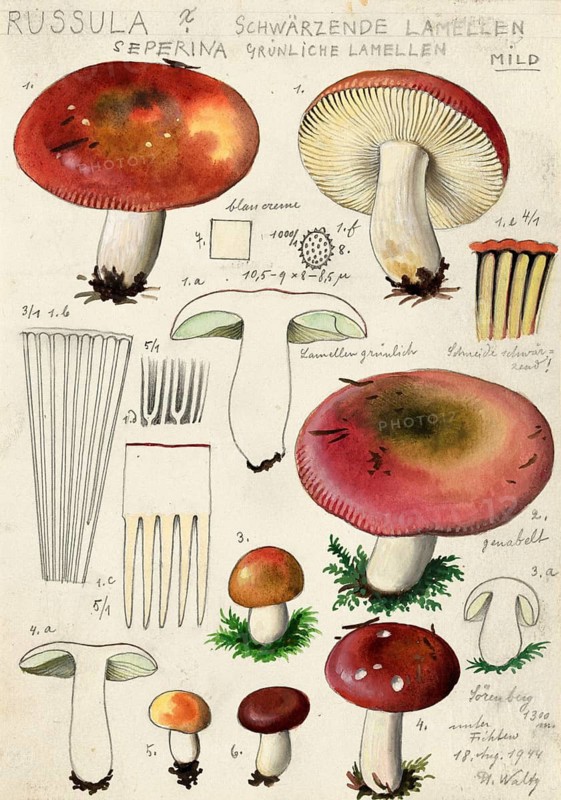 Mushroom, fungi, hard cinnabar russula, Russula rosea, syn. Russula lepida, authentic reproduction of an illustration by Hans Walty (1868-1948) from about 1915, historical