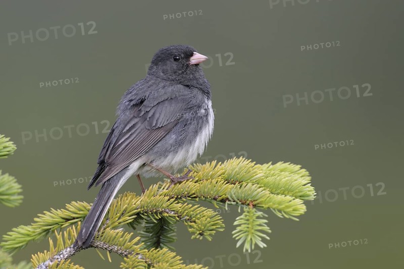 Slate-colored Junco (Junco hyemalis hyemalis), Alaska, USA