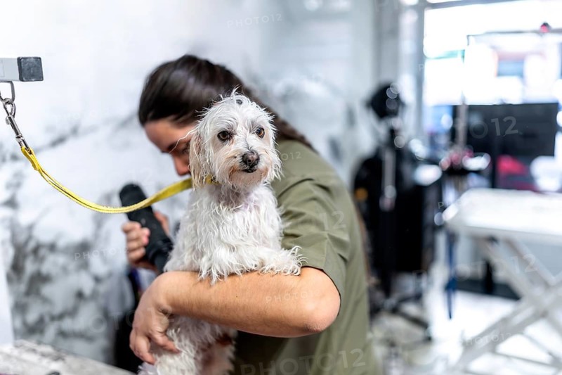 Professional groomer providing careful dog grooming services, drying a cute white small breed dog's fur with a handheld dryer in a bright pet salon environment