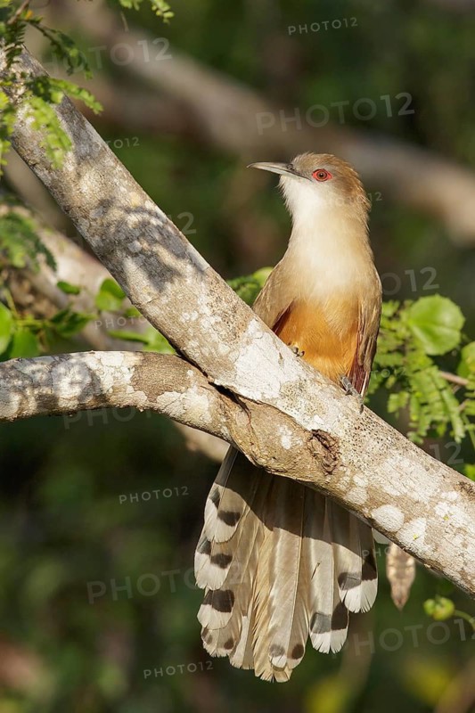 Great Lizard Cuckoo (Coccyzus merlini) perched on a branch in Cuba