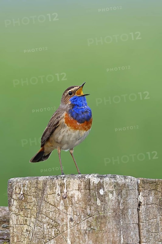 Bluethroat (Luscinia svecica cyanecula), male, singing on a pasture fence post, wildlife, Lembruch, Ochsen Moor, Dümmer nature park Park, Lower Saxony, Germany