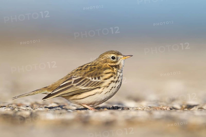Meadow Pipit - Wiesenpieper - Anthus pratensis ssp. pratensis, Germany