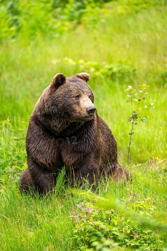 Eurasian brown bear (Ursus arctos arctos) standing between bushes, Bavarian Forest, Bavaria, Germany