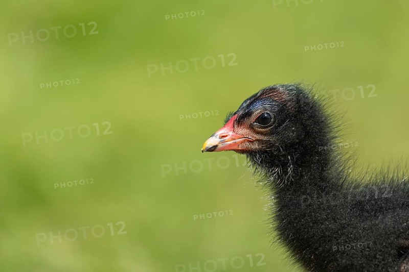Moorhen (Gallinula chloropus) juvenile baby bird head portrait, England, United Kingdom