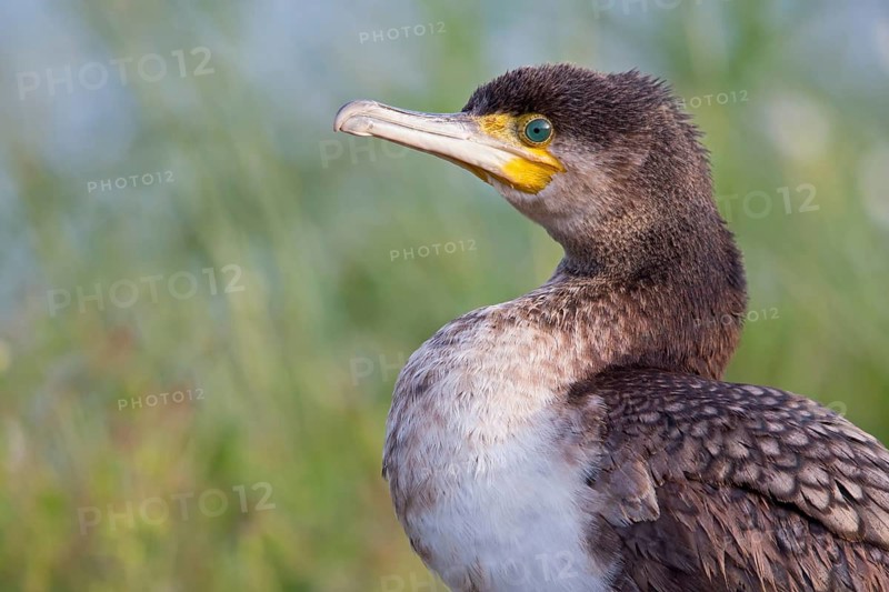 Cormorant, (Phalacrocorax carbo), animals, birds, family of cormorants, portrait, side view, Mannheim, Baden-Württemberg, Federal Republic of Germany