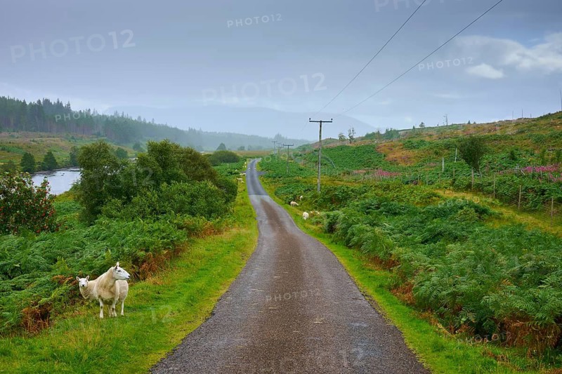 A road leads through a green landscape with sheep and electricity poles in the background, Syre, Kinbrace, Scotland, United Kingdom, Great Britain
