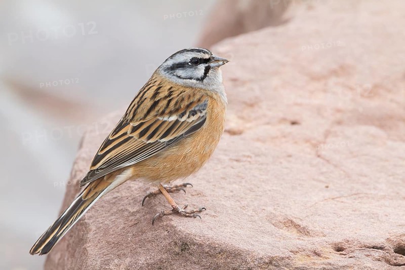 Rock Bunting -Zippammer - Emberiza cia ssp. cia, Morocco, adult male