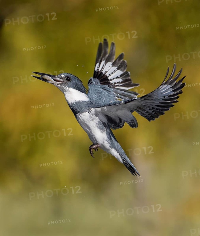 Belted Kingfisher (Megaceryle alcyon) male flying with fish prey in its beak, Florida, USA