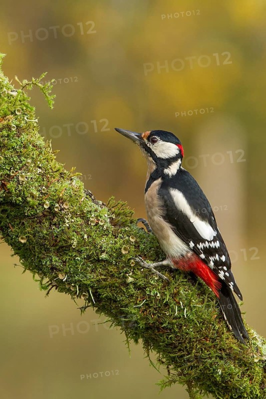 Great Spotted Woodpecker (Dendrocopos major), adult male on a tree, Castilla Leon, Spain