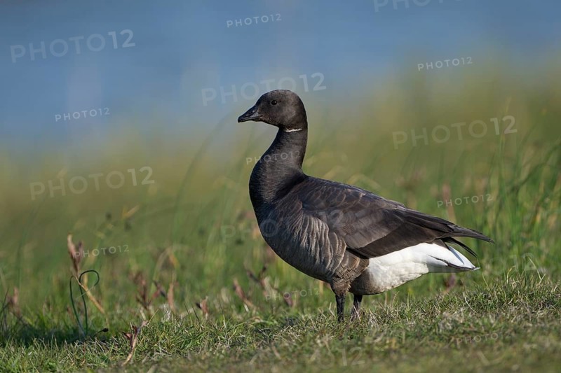 Ringelgans (Branta bernicla bernicla), Brent Goose, Altvogel, April, Insel Texel, Nordsee, Nordholland, Niederlande