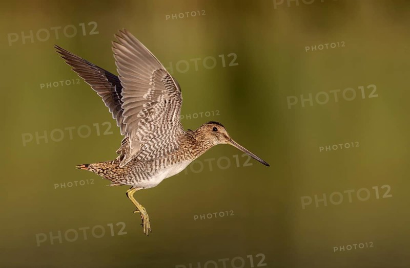 Wilson's Snipe (Gallinago delicata) flying, British Columbia, Canada