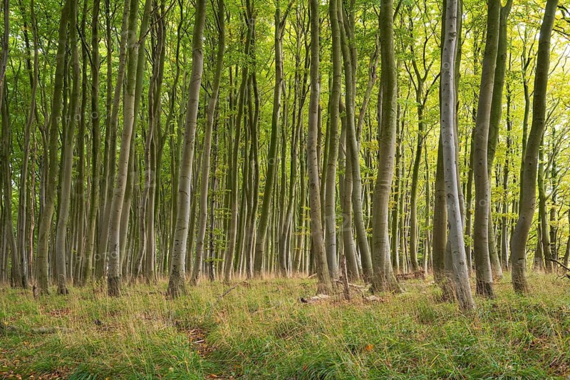 Beech forest, numerous dense tree trunks, Stubbenkammer, Jasmund National Park, Rügen, Mecklenburg-Western Pomerania, Germany
