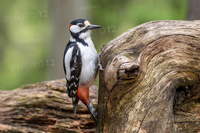 Great Spotted Woodpecker (Dendrocopos major), Scandinavia, Finland, Scandinavia