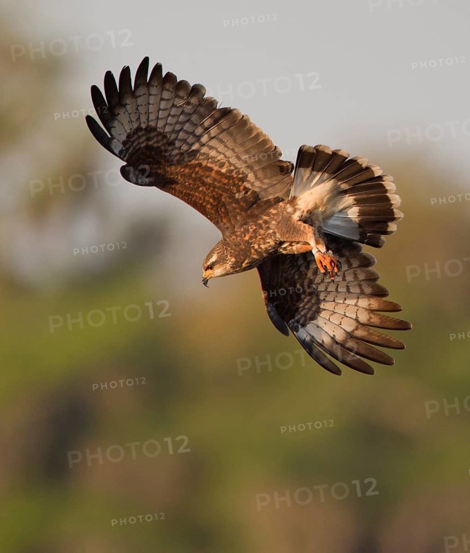 Snail Kite (Rostrhamus sociabilis) female flying, Florida, USA
