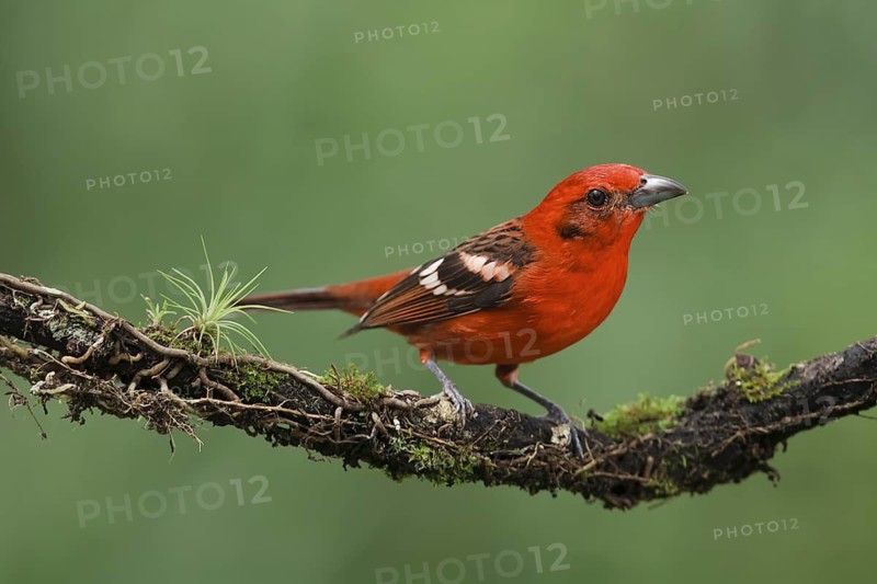 Flame-colored tanager on cloud forest branch. Flame-colored tanagers are resident birds that travel with a mixed flock that includes other resident tanager species, flycatchers, saltators, woodpeckers, and migrant tanager and oriole species