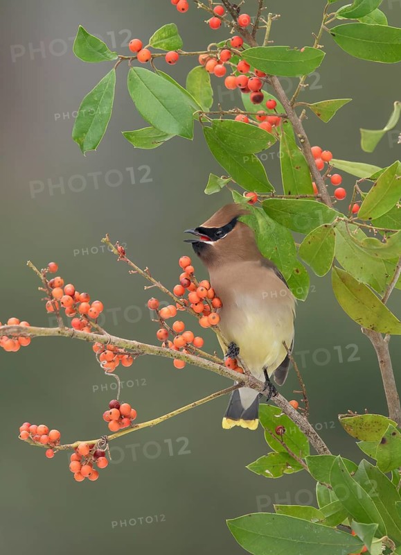 Cedar Waxwing (Bombycilla cedrorum) eating red berries, Texas, USA