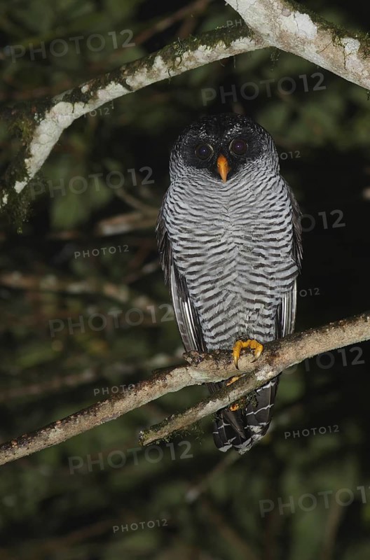 Black-and-white Owl (Strix nigrolineata) perched on a branch, Pichincha, Ecuador