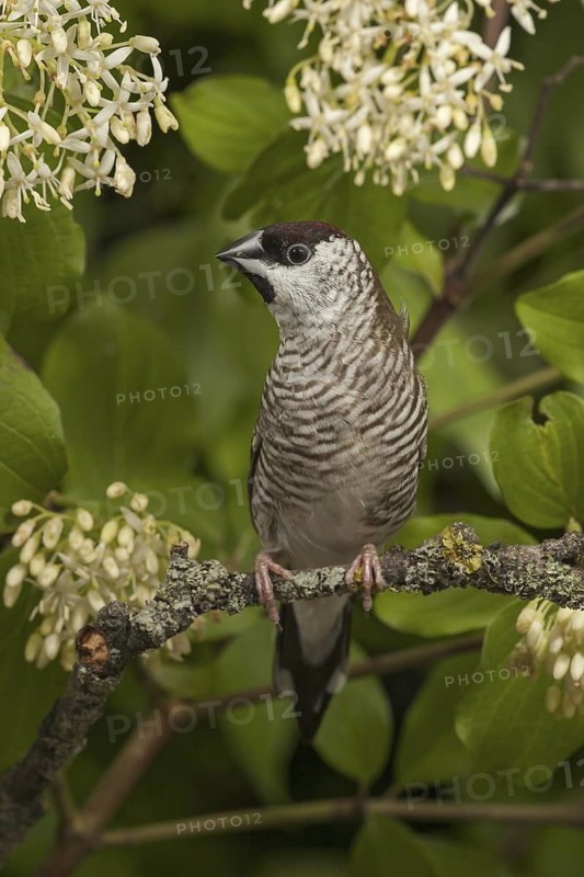 Plum-headed Finch (Neochmia modesta)