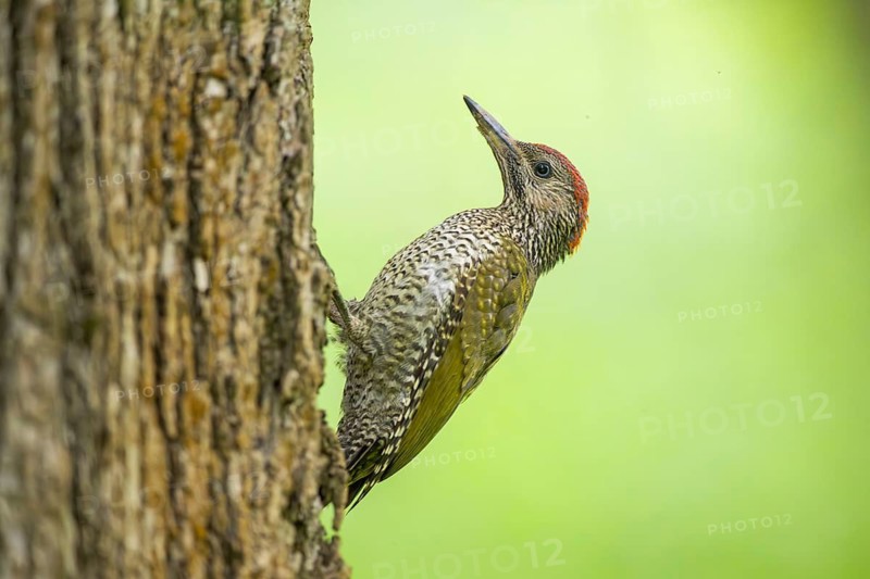 European green woodpecker (Picus viridis) youngster on a tree, Bavaria, Germany