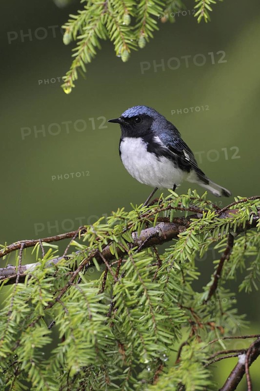 Black-throated Blue Warbler (Setophaga caerulescens), West Virginia, USA