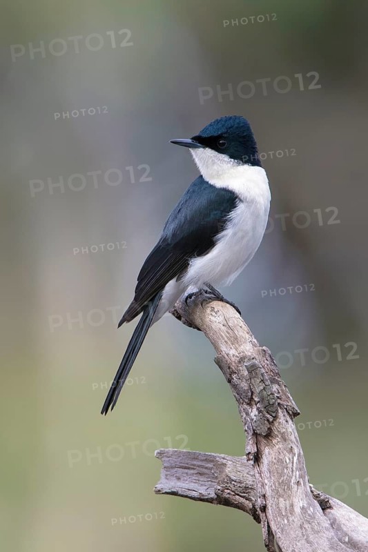 Restless Flycatcher (Myiagra inquieta) perched on a branch, Victoria, Australia