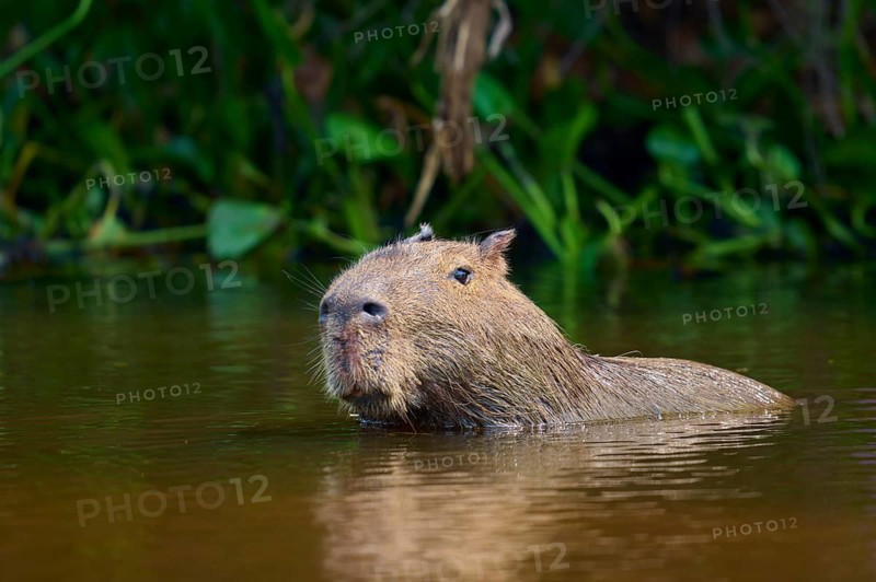 Capybara swimming calmly in the water surrounded by dense green vegetation, Capybara, capybara (Hydrochoerus hydrochaeris), Pantanal, Mato Grosso, Brazil