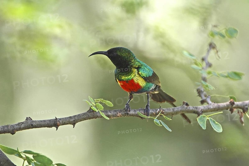 Beautiful Sunbird (Cinnyris pulchellus) male, Lake Baringo, Kenya