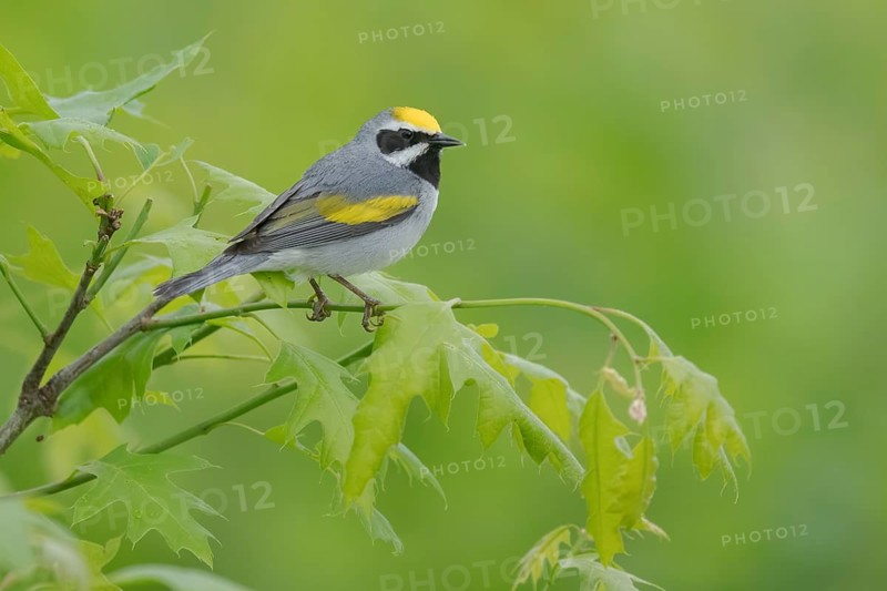Golden-winged Warbler (Vermivora chrysoptera) male, Minnesota, USA
