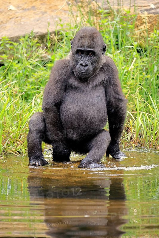 Western gorilla (Gorilla gorilla), young animal, at the water, alert