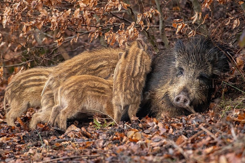 Wild boar (Sus scrofa), fresh boar, Melle, Lower Saxony, Germany