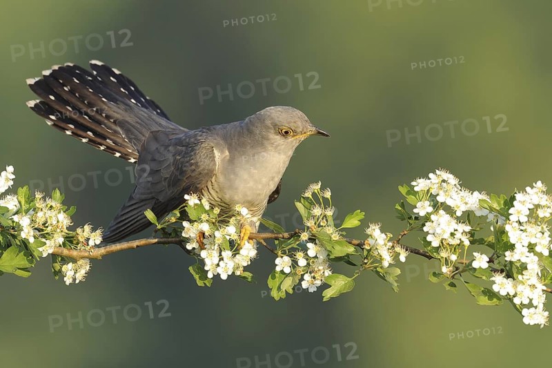 Common Cuckoo (Cuculus canorus) male, Baden-Wuerttemberg, Germany