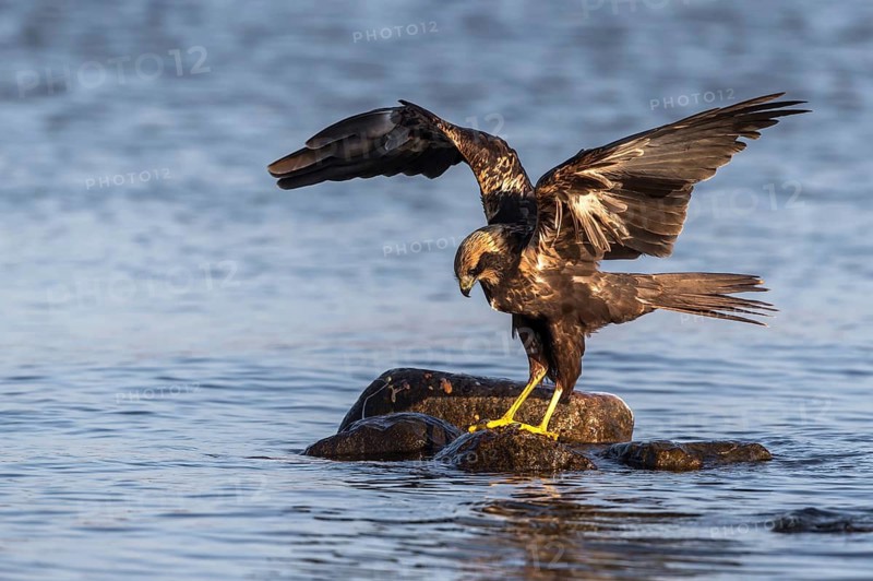 Western Marsh Harrier (Circus aeruginosus) female, Mecklenburg-Western Pomerania