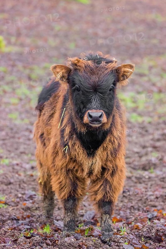An aurochs calf, urus or ure (Bos primigenius) stand in a forest