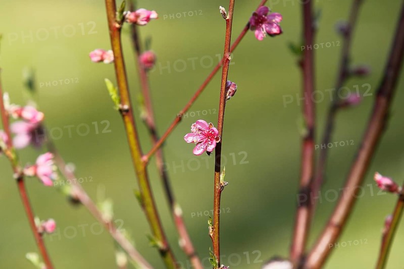 Peach blossoms (Prunus persica), North Rhine-Westphalia, Germany
