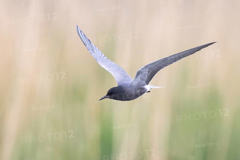 Black Tern (Chlidonias niger) flying, North Rhine-Westphalia, Germany
