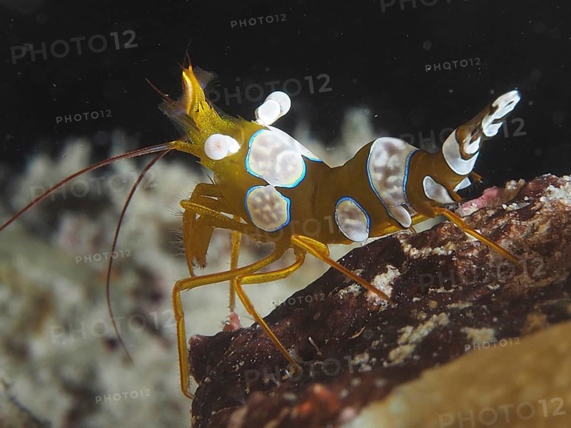 An orange shrimp with white dots, hollowback shrimp (Thor amboinensis), in front of a dark background. Dive site House Reef, Mangrove Bay, El Quesir, Red Sea, Egypt