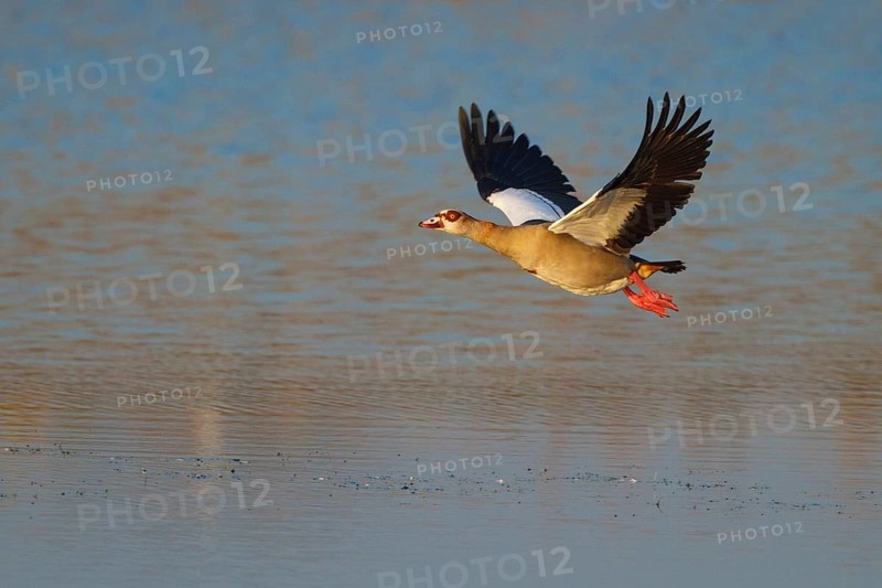 Egyptian Goose (Alopochen aegyptiaca) flying, North Rhine-Westphalia, Germany