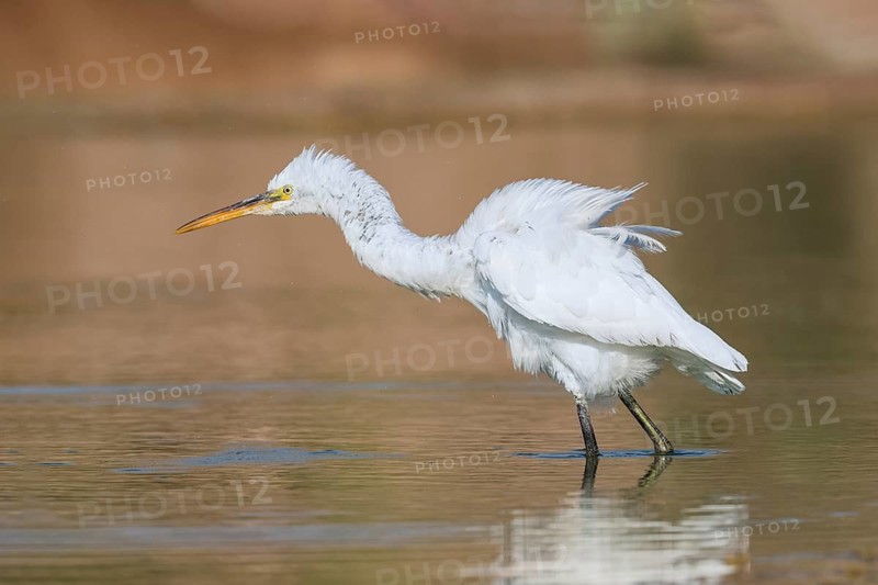 Western Reef Heron (Egretta gularis), Eilat, Israel