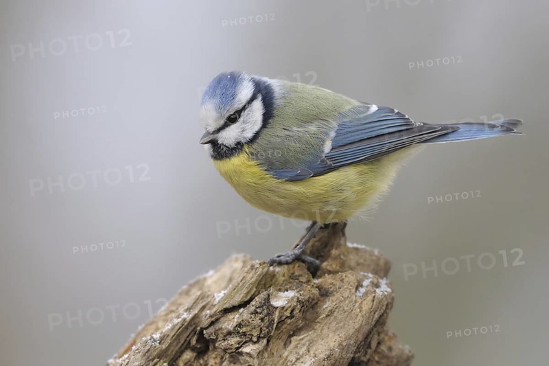 Eurasian Blue Tit (Cyanistes caeruleus), North Rhine-Westphalia, Germany