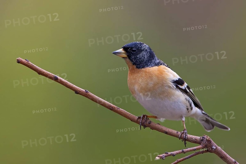 Brambling (Fringilla montifringilla) male, Brandenburg, Germany