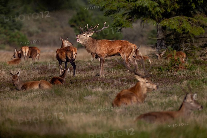 A red deer (Cervus elaphus) stands between a resting herd, rutting season, October, Denmark