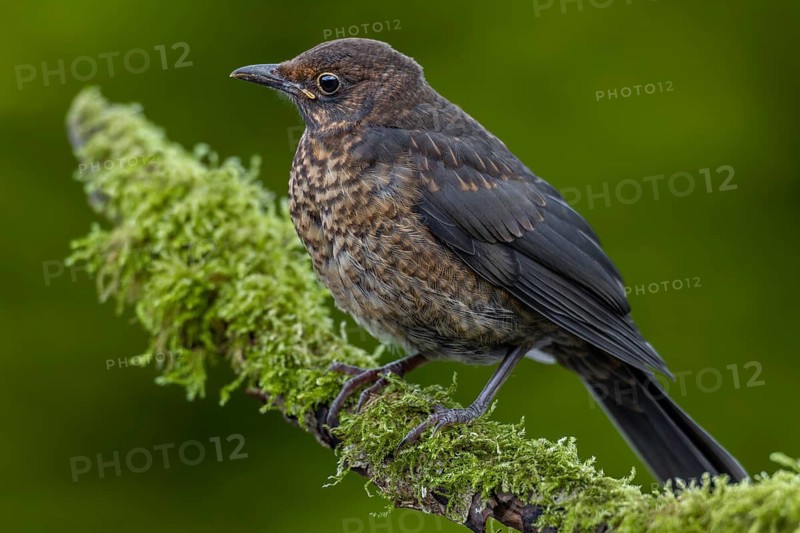 The fledged young birds of the blackbird (Turdus merula) have bright spots on their back feathers, very young birds also have a speckled breast, like this one, garden bird, sweet, cute, animal children, June, Germany