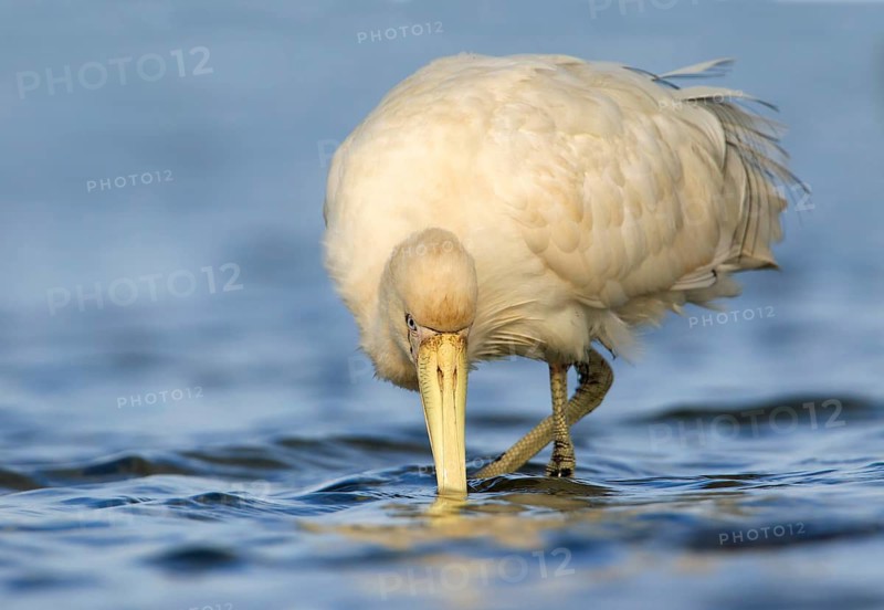Yellow-billed Spoonbill (Platalea flavipes) foraging, Victoria, Australia