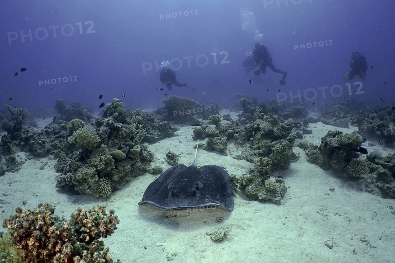 Black-spotted stingray (Taeniura meyeni)