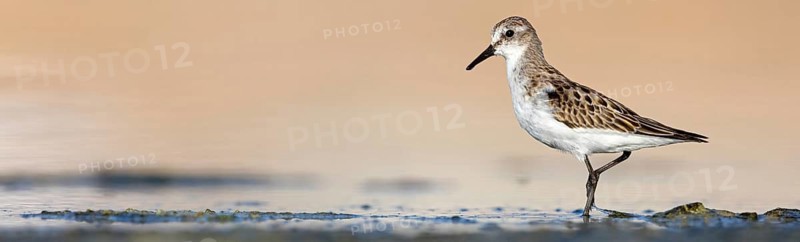 Little sandpiper (Calidris minuta), foraging in the Salalah biotope, Raysut, Sohar, Oman