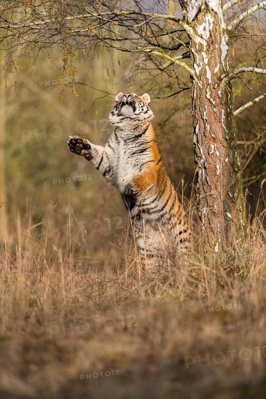 One young female Siberian Tiger, Panthera tigris altaica, climbing up a tree in a forest, hunting for birds. Early morning light